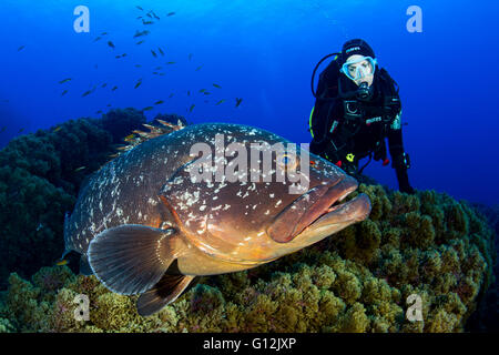 Scuba Diver et Dusky grouper, Epinephelus marginatus, Formigas, Açores, Portugal Banque D'Images