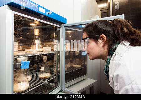 Inspecter les cultures de champignons chercheur dans la chambre de mycologie. Banque D'Images