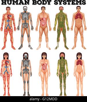 Système de corps de l'homme et de la femme illustration Illustration de Vecteur