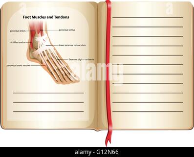 Les muscles et les tendons du pied à la page illustration Illustration de Vecteur