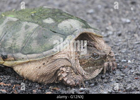 La tortue serpentine (Chelydra serpentina) traverser un pays route. Ils sont trouvés dans la plus grande partie de la partie sud de l'Ontario Banque D'Images
