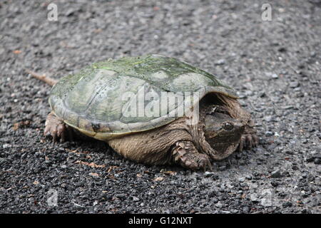 La tortue serpentine (Chelydra serpentina) traverser un pays route. Ils sont trouvés dans la plus grande partie de la partie sud de l'Ontario Banque D'Images