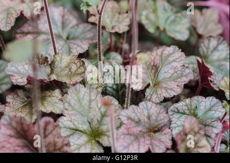 Heuchera Silver Scrolls, plaqués-feuille Coral Bells Saxifragaceae Banque D'Images