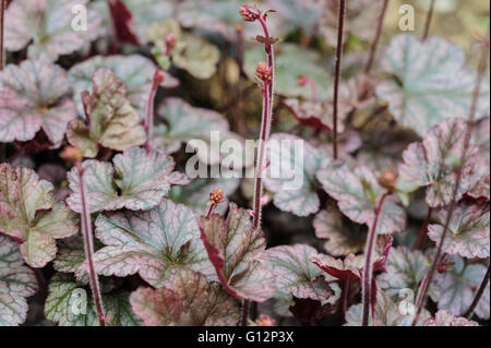 Heuchera Silver Scrolls, plaqués-feuille Coral Bells Saxifragaceae Banque D'Images