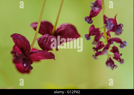 Akebia quinata, Chocolat Vigne, Lardzabalaceae Banque D'Images