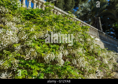 LA CIOTAT, PARC DU MUGEL, GLYCINE BLANCHE, MARSEILLE BDR FRANCE 13 Banque D'Images