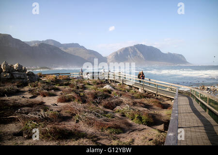 BETTY'S BAY WESTERN CAPE AFRIQUE DU SUD - AVRIL 2016 - Une colonie de pingouins africains nichant sur la côte à Betty's Bay. Ils sont Banque D'Images