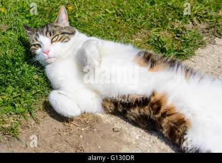 Chat tigré fixant à la recherche jusqu'à l'appareil photo. Banque D'Images