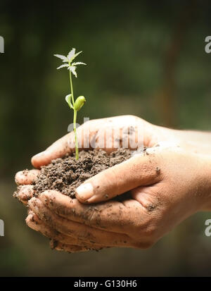 Gros plan du semis de neem dans les mains d'un agriculteur Banque D'Images