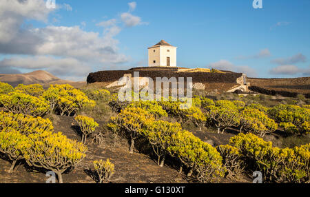 Molino Viejo paysage moulin, Yaiza Lanzarote, îles Canaries, Espagne Banque D'Images