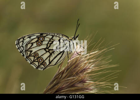 L'Espagnol blanc marbré (Melanargia ines) perché sur un pic. Banque D'Images