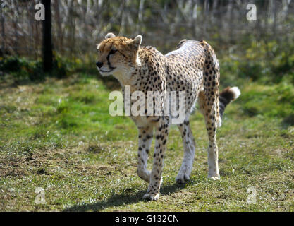 Le nord du Guépard et ses petits au zoo de Whipsnade Banque D'Images