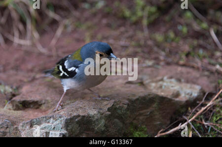 Chaffinch bird sur Madère l'île portugaise de Madère Banque D'Images