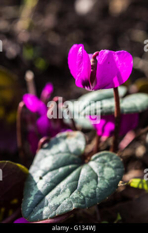 Cyclamens sauvages des fleurs dans la forêt au printemps Banque D'Images