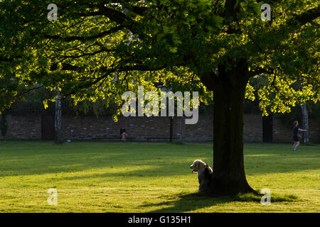 Un homme se trouve dans le soleil avec son vieux English Sheepdog Banque D'Images