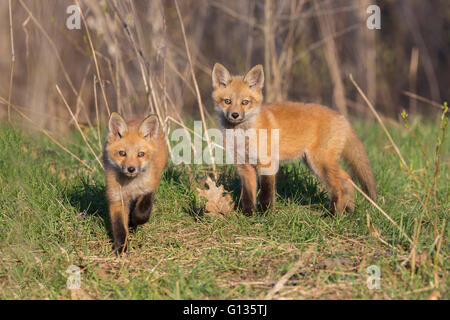 Red Fox family au printemps Banque D'Images