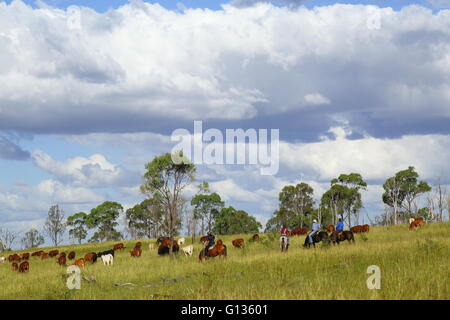 Cowboys et cowgirls veillant sur une foule de bétail comme ils broutent sur une pente herbeuse au cours d'un transport de bétail dans Quensland, Australie Banque D'Images