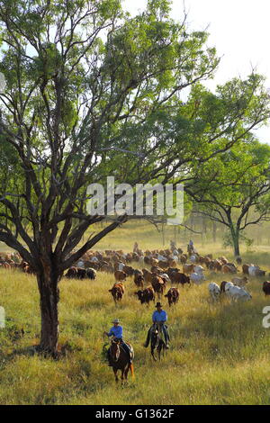 Toucheurs muster une foule de bovins sur 'Eidsvold Station' près de Eidsvold, Queensland, Australie au cours d'un transport de bétail. Banque D'Images