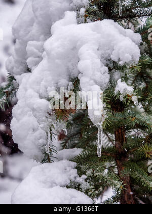 Libre de neige laden evergreen branche avec les glaçons Banque D'Images