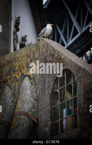 Seagull unique sous le pont assis sur de conrete mur avec tuyaux et fenêtre avec grille, la solitude, la désolation, urbain Banque D'Images