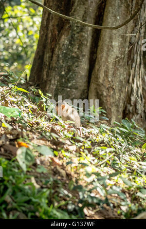 Bonnet bébé Macaque (Macaca radiata) seul parmi des feuilles sur le sol de la forêt Banque D'Images