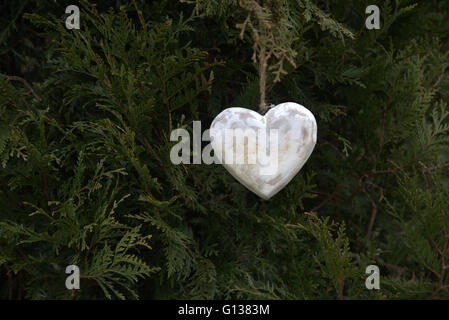 L'amour marbré coeur dans une pine bush, Glasgow Kelvingrove Park Glasgow, Écosse, Royaume-Uni Banque D'Images