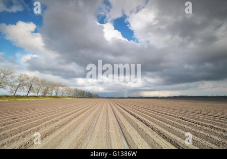 Beau ciel et champ de pommes de terre labourée, Pays-Bas Banque D'Images