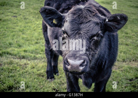 Aberdeen Angus curieux s'approchant de veau Banque D'Images