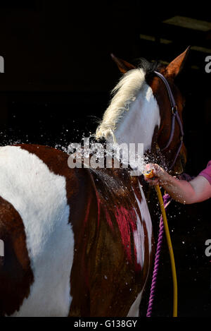 Par jet d'un cheval de couleur après une longue balade sur un jour de printemps ensoleillé. Banque D'Images