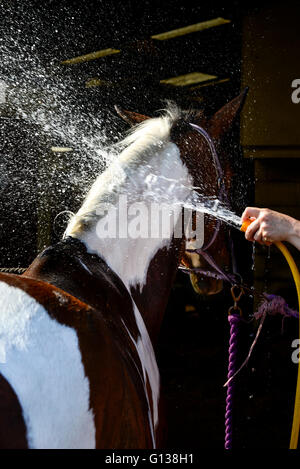 Par jet d'un cheval de couleur après une longue balade sur un jour de printemps ensoleillé. Banque D'Images