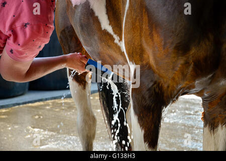 Le raclage humide un cheval après un bain. Banque D'Images