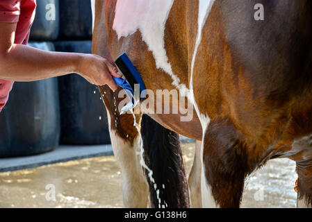 Le raclage humide un cheval après un bain. Banque D'Images