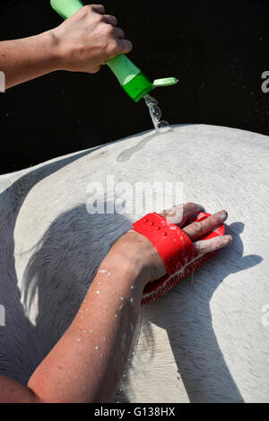 Les armoiries d'un shampooing gris cheval dans soleil du printemps. Banque D'Images
