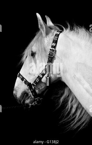 Cheval gris avec col et tête noir fond contrastant. Banque D'Images