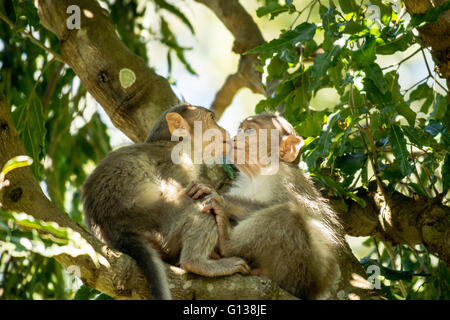 Les jeunes singes macaques Bonnet / Bonnet (Macaca radiata) 'kissing' Banque D'Images