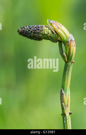 La prêle des marais (Equisetum palustre) cônes fertiles. Détail de la structure de reproduction de plante de la famille, Richard Desenclos Banque D'Images