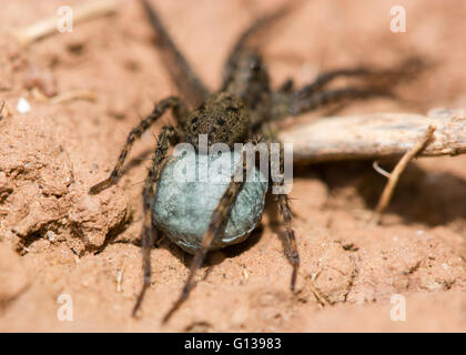 Wolf spider (Pardosa sp.) cocon. Sac en soie bleu contenant des œufs attachés à spinarets d'araignée femelle de la famille des Lycosidae Banque D'Images