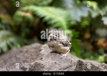 Dark-eyed Junco oisillon oiseau perché sur un rocher dans l'Oregon Banque D'Images