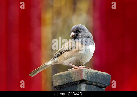 Dark-eyed Junco mâle perché sur un poteau de l'Oregon Banque D'Images