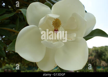 Magnolia grandiflora, Bull Bay, dans le sud de Magnolia, arbre à feuilles persistantes avec les feuilles coriaces vert foncé, fleurs odorantes blanc Banque D'Images