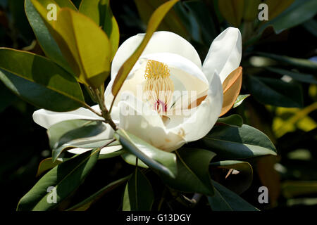 Magnolia grandiflora, Bull Bay, dans le sud de Magnolia, arbre à feuilles persistantes avec les feuilles coriaces vert foncé, fleurs odorantes blanc Banque D'Images