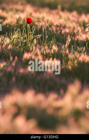 Coquelicot (Papaver rhoeas commun) dans le pré au lever du soleil. Lleida province. La Catalogne. L'Espagne. Banque D'Images