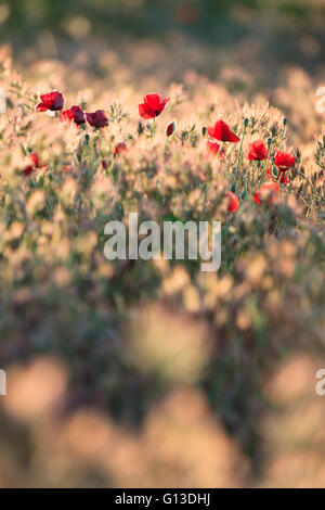 Coquelicot (Papaver rhoeas commun) dans le pré au lever du soleil. Lleida province. La Catalogne. L'Espagne. Banque D'Images