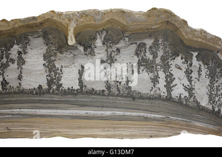 Calcaire d'algues var. En paysage de Cotham, Somerset, Angleterre Banque D'Images