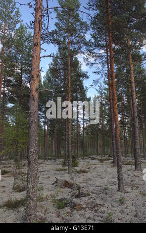 Vue vers le haut dans une forêt de pins dans la région de Dalarna, Suède. Banque D'Images