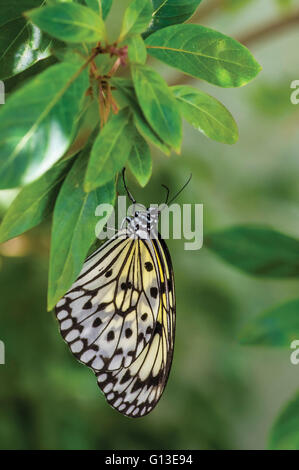 Nymphe des arbres (Papillon Idée leuconoe) Banque D'Images