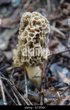 Morel 'Morchella esculenta' croissant dans les bois. Banque D'Images