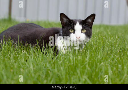 Tuxedo cat allongé dans l'herbe looking at camera Banque D'Images