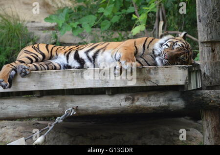 Tigre de Sumatra (Panthera tigris Sumatrae) dormir à San Antonio Zoo San Antonio Texas USA Banque D'Images