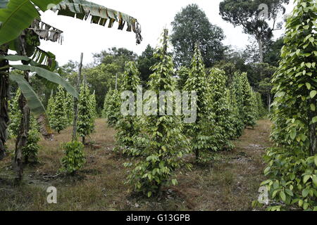 Plantation de poivre noir (Piper nigrum) dans la région de Sarawak, Malaisie. Banque D'Images